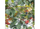Yakimz Rete Protezione Uccelli Rete Stagno 8X8M Rete Albero Da Frutto Rete Giardino Rete Piscina Rete Repellente Uccelli, Rete Foglia Robusta 20X20Mm