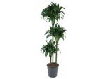 Dracaena Tatuade - 140 Cm - Ø24