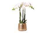 Orchidee Colibrì | Orchidea Phalaenopsis Bianca - Amabilis + Vaso Decorativo Color Oro - Dimensioni Del Vaso 9Cm - Altezza 40Cm | Pianta Da Appartamento Fiorita In Vaso - Fresca Di Coltivazione