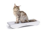 Comet L | Tiragraffi Canadese Per Gatti | White Edition | Bianco
