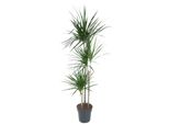 Dracaena Marginata - 160 Cm - Ø24