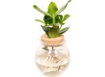 Miscela Idroponica Di Mele Balsamiche Clusia - Pianta D'appartamento In Sughero A Palla - Ø12Cm - Altezza Circa 30Cm - Facile Da Curare E A Base D'acqua