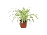 Meergroothandel Chlorophytum - 25 Cm, Ø12 Cm