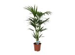Palma Kentia Howea Forsteriana - Pianta D'appartamento - Ø21Cm - Altezza 120Cm - Palma Tropicale Da Interno - Depurativa Dell'aria E Facile Da Curare