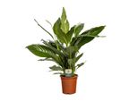Meergroothandel Spathiphyllum - 80 C, ø19 Cm