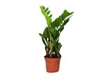 Meergroothandel Zamioculcas Zamiifolia - 40 Cm, ø12 Cm