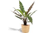 Alocasia Lauterbachiana - Foglia Di Freccia - Pianta D'appartamento - Ø19 Cm - ↕80 Cm - Con Cesto Selin - Orecchio D'elefante - Purificante Dell'aria - Facile Da Curare
