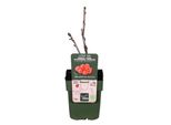 Ribes Rubrum 'Jonkheer Van Tets' - Ø13Cm - ↕45Cm