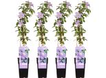 4X Clematis Justa - Pianta Fiorita Con Fiori Lilla - Altezza 65 Cm - Facile Da Curare E Resistente