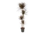 Everyplants Dracaena Magenta - 180 Cm, Ø 27 Cm