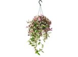 Pianta D'appartamento Da Appendere Tradescantia Quadricolor Fiore Tricolore Zebra Erbacea 17 Cm Da Appendere