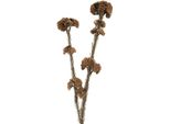Fiore Artificiale Clayre & Eef 6X6X58 Cm In Plastica Marrone