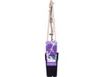 Clematis Jackmanii - Ø15Cm - Altezza Circa 65Cm - Pianta Rampicante Resistente Con Fiori Blu-Viola - Fioritura Da Luglio A Settembre - Per Recinzioni, Pergole E Sostegni Rampicanti