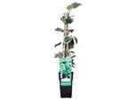 Hoogeveen Hedera Algeriensis 'Gloire De Maren' - 65 Cm, Ø15 Cm