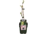 Vitis Vinifera 'Johanniter' - Ø13Cm - ↕45Cm