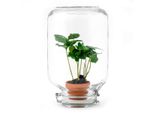 Urbanjngl Easyplant Coffea Arabica