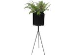 Dandibo Supporto Per Fiori Con Vaso In Metallo Nero 80 Cm Sgabello Per Fiori 96022 Colonna Per Fiori Supporto Per Piante Moderno Sgabello Per Piante