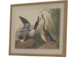 Hill Interiors - Arte Da Parete Incorniciata "Flora & Fauna Collection"", Coppie Di Anatre Reali HI5180 (50 Cm X 2 Cm X 40 Cm) (Marrone/Bianco/Nero)"