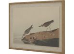 Hill Interiors - Quadro Con Cornice "Flora & Fauna Collection"", Immagine HI5171 (45 Cm X 2 Cm X 62 Cm) (Marrone/Bianco/Blu)"