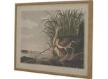 Hill Interiors - Quadro Con Cornice "Flora & Fauna Collection"", Immagine HI5174 (45 Cm X 2 Cm X 62 Cm) (Marrone/Bianco/Verde)"