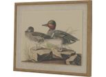 Hill Interiors - Arte Murale Incorniciata "Flora & Fauna Collection"", Verde Acqua HI5178 (50 Cm X 2 Cm X 40 Cm) (Marrone/Bianco/Nero)"