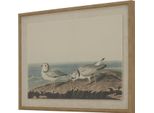 Hill Interiors - Quadro Da Parete "Flora & Fauna Collection"", Piviere HI5179 (45 Cm X 2 Cm X 62 Cm) (Marrone/Bianco/Blu)"