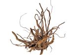 Finger-Wurzel Small (20-30 Cm)