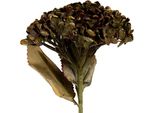 Fiore Artificiale Clayre & Eef 15X15X47 Cm Plastica Verde