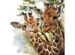 Diamond Dotz DD8-017 Tall & Tender 41X41 Cm