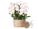Kolibri Orchidee Bianco Set Di Orchidee In Cesto Di Canne Incluso Serbatoio D'acqua Tre Orchidee Bianche Curve Niagara Fall 12Cm Mono Bouquet Bianco Con Serbatoio D'acqua Autosufficiente