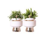 Colibrì Greens | Rhipsalis Set Di 2 Piante In Vasi Decorativi Argentati Le Chic - Vaso In Vetroceramica Da 9Cm