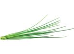 Emsa Click & Grow Erba Cipollina