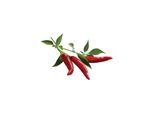 Peperoncino Emsa Click & Grow