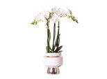 Colibrì Orchidee Bianche Phalaenopsis Amabilis + Le Chic Vaso Decorativo Argento Dimensioni 9Cm 40Cm Di Altezza Pianta D'appartamento Fiorita In Vaso Da Fiori Fresca Dal Coltivatore