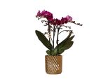 Colibrì Orchidee Viola Phalaenopsis Morelia + Diamante Vaso Decorativo Oro Dimensioni 9Cm 40Cm Di Altezza Pianta Da Appartamento Fiorita Fresca Dal Coltivatore