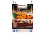 Semi Di Zucca Ornamentale Buzzy Baby Bear - Circa 1,5 Gr | Buzzy_029605