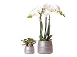 Set Di Piante Dell'azienda Kolibri Groove Silver Set Con Orchidea Phalaenopsis Bianca Amabilis 9Cm E Succulenta Verde Crassula Ovata 6Cm Incl. Vasi Decorativi In Vetroceramica Argentata