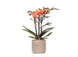 Colibrì Orchidee Arancione Phalaenopsis Orchidea Mineral Bolzano + Vaso Jaguar Dimensioni 9Cm Pianta Da Appartamento Fiorita Fresca Dal Coltivatore