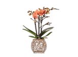 Colibrì Orchidee Arancione Phalaenopsis Orchidea Mineral Bolzano + Safari Vaso Dimensioni 9Cm Pianta Da Appartamento Fiorita Fresca Dal Coltivatore