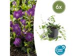 Copertura Del Terreno - Piccola Pervinca - Vinca Minor 'Atropurpurea' - Vaso Da 9 Cm - Set Di 6 Piante
