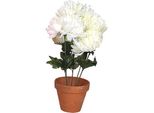 Nohel Garden Chrysanthemum Autumn X5 Composizione Floreale In Vaso 30Cm