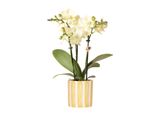 Orchidee Colibrì Orchidea Phalaenopsis Gialla - Messico + Vaso A Strisce Dipinte Giallo - Dimensioni Vaso 9 Cm