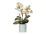 Orchidee Colibrì Orchidea Phalaenopsis Bianca Lausanne + Vaso Decorativo A Strisce Dipinte Turchese Dimensioni Vaso 9Cm
