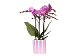 Orchidee Colibrì Viola Orchidea Phalaenopsis Vienna + Vaso A Strisce Dipinte Viola - Dimensione Vaso 9Cm