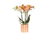 Kolibri Orchidee Arancione Phalaenopsis Orchidea - Bolzano + Vaso A Strisce Dipinte Arancione - Dimensione Vaso 9Cm