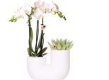 Orchidee Colibrì Set Di Orchidee Amabilis Bianche E Succulente In Vaso Decorativo A Tubo Bianco, Dimensioni 9Cm