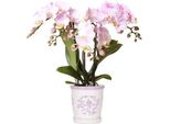 Colibrì Orchidee Rosa Phalaenopsis Orchidea Portogallo + Malaga Vaso Ornamentale Rosa - Dimensione Vaso 9Cm