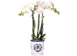 Colibrì Orchidea Bianca Phalaenopsis Orchidea Amabilis + Malaga Vaso Ornamentale Blu Dimensioni 9Cm Pianta Da Appartamento Fiorita