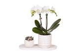 Kolibri Company Set Di Piante Slow Living Small White Phalaenopsis Orchidea Di Losanna E Succulente Incl. Vasi Ornamentali In Vetroceramica Su Vassoio Organico Bianco