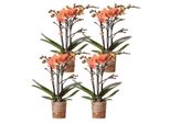 Kolibri Orchidee Combi Di 4 Orchidee Phalaenopsis Arancioni Bolzano Dimensioni Del Vaso 9Cm Pianta Da Appartamento Fiorita Fresca Dal Coltivatore